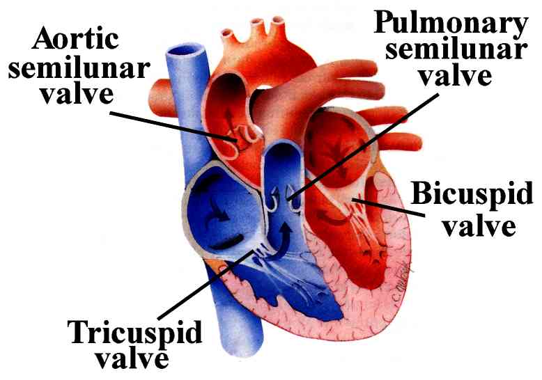 heart_valves