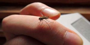 झापामा डेंगु रोग परीक्षण गर्ने कीटको अभाव