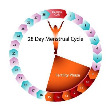 fertiliy-phase