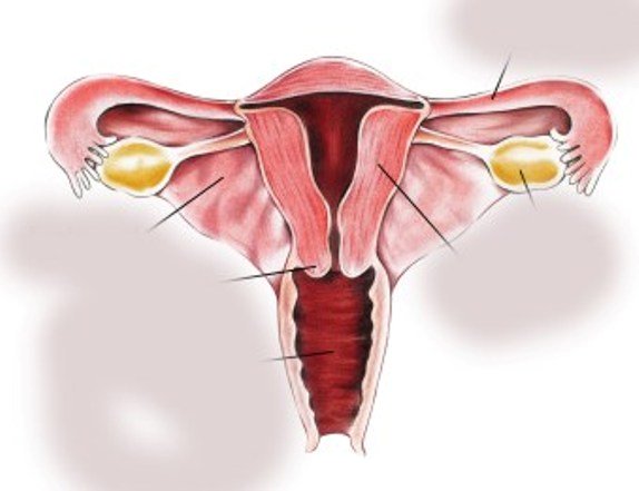 पाठेघरको मुखको क्यान्सर : स्क्रिनिङ र खोप विस्तार जरुरी