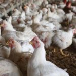 झापामा ‘बर्ड फ्लु’ देखियो