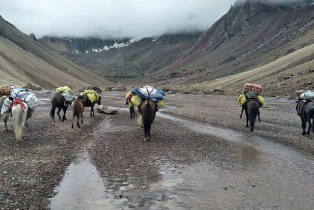 बझाङ : करोडौँको जडीबुटी चोरी निकासी हुँदै