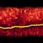 भारतमा निपाह भाइरस संक्रमण बढ्दै गएपछि नेपालले जारी गर्‍यो आपतकालीन स्वास्थ्य निर्देशिका