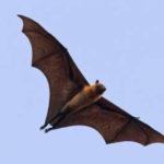 भारतमा निपाह भाइरसको जोखिम बढेपछि सीमा नाकाहरुमा उच्च सतर्कता