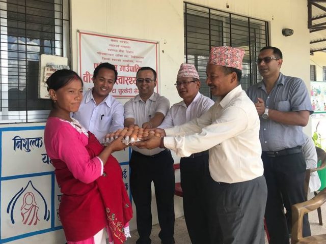 पूर्वखोला गाँउपालिकाको नयाँ थालनी : गर्भ जाँच गरेपछि एक क्यारेट अण्डा