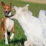 रेबिज नियन्त्रण गर्न कुकुर–बिरालो बन्ध्याकरण अभियान