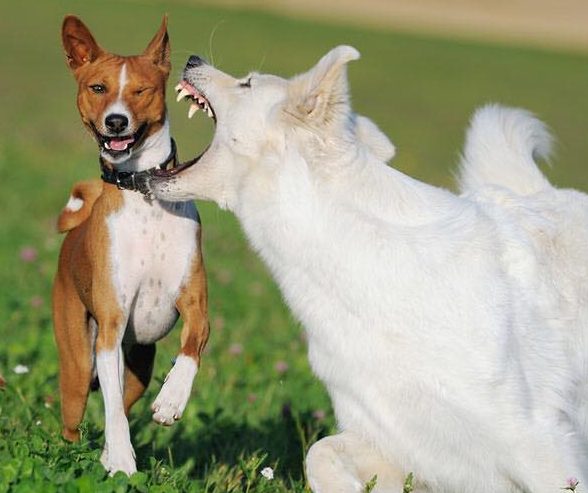 रेबिज नियन्त्रण गर्न कुकुर–बिरालो बन्ध्याकरण अभियान