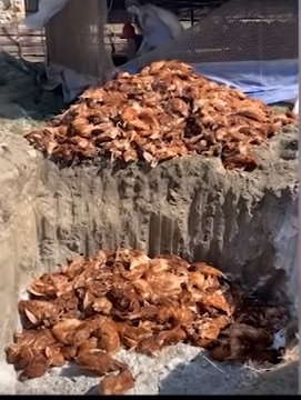काठमाडौँको ‘कुखुरा फार्ममा’ पनि भेटियो बर्डफ्लु