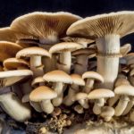 जङ्गली च्याउ खाँदा इलाममा दुई जनाको मृत्यु