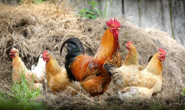 ‘सुनौला हजार दिन’का आमालाई पाँच – पाँच वटा कुखुरा