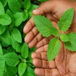 यस्ता छन् तुलसीकाऔषधिय गुण