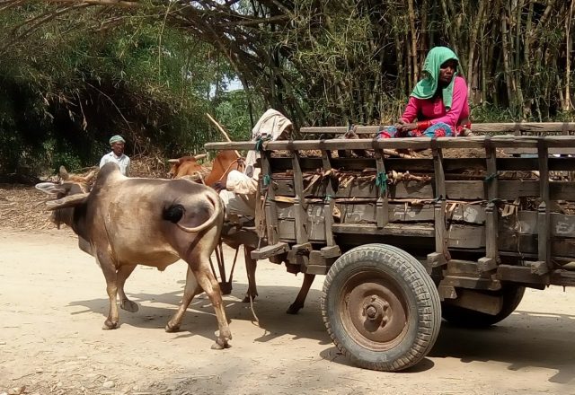 पश्चिम तराईमा गर्भवती बोक्ने एम्बुलेन्स बन्यो लडिया र बुकी