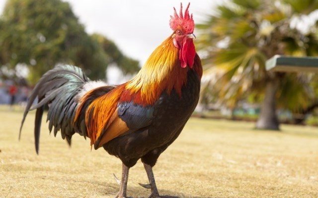 गाँउपालिकाको निर्णय : अब स्वास्थ्य संस्थामा सुत्केरी हुनेलाई रातो भाले
