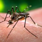 पाकिस्तानका बाढी प्रभावित क्षेत्रमा डेंगुको प्रकोपबाट मृत्यु बढ्दै