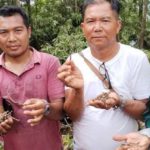 पाल्पाको रिमिघा लेकमा भेटिएको जडीबुटी यार्चागुम्बा पुष्टि
