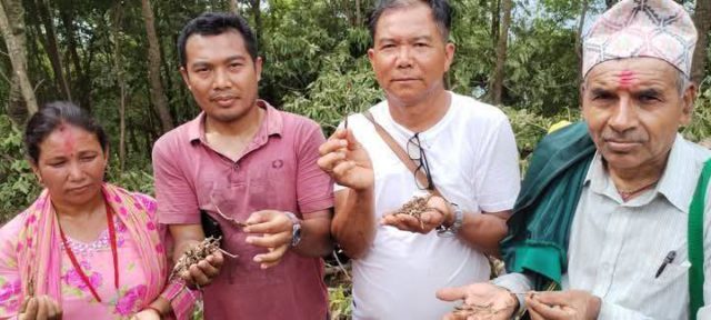 पाल्पाको रिमिघा लेकमा भेटिएको जडीबुटी यार्चागुम्बा पुष्टि