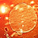 दाताबाट प्राप्त क्यान्सरकारक जीनयुक्त शुक्रकीट करिब २०० बच्चा जन्माउनमा प्रयोग भएको खुलासा