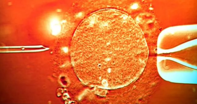 दाताबाट प्राप्त क्यान्सरकारक जीनयुक्त शुक्रकीट करिब २०० बच्चा जन्माउनमा प्रयोग भएको खुलासा