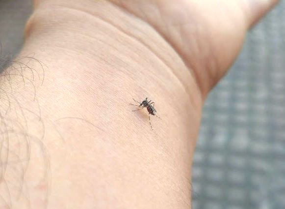 कसै कसैलाई लामखुट्टेले बढी नै टोक्नुको कारण के हो ?